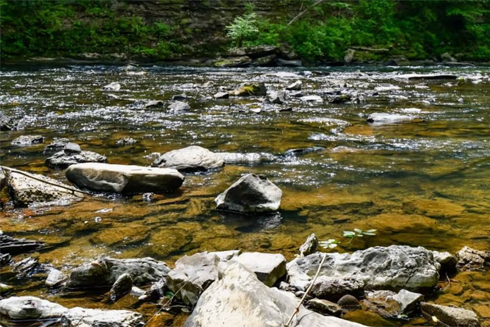 A clear river flows over rocks surrounded by lush greenery.