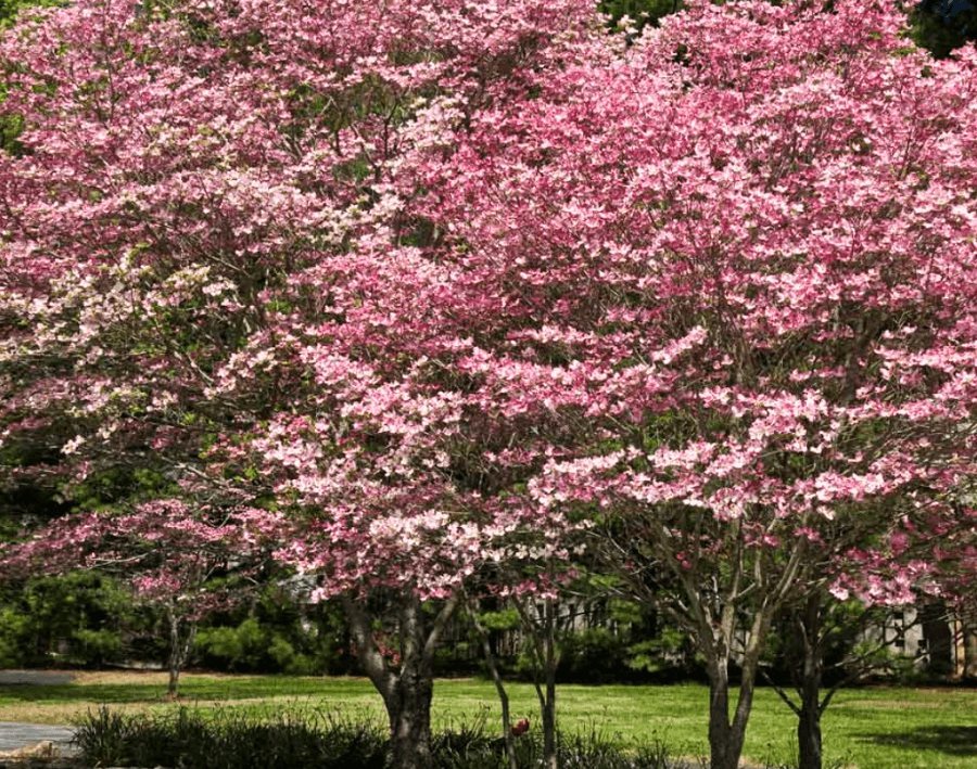 Two pink flowering trees in a grassy area.