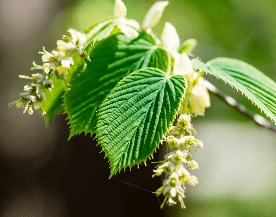 Close-up of green leaves and small flowers against a blurred background.